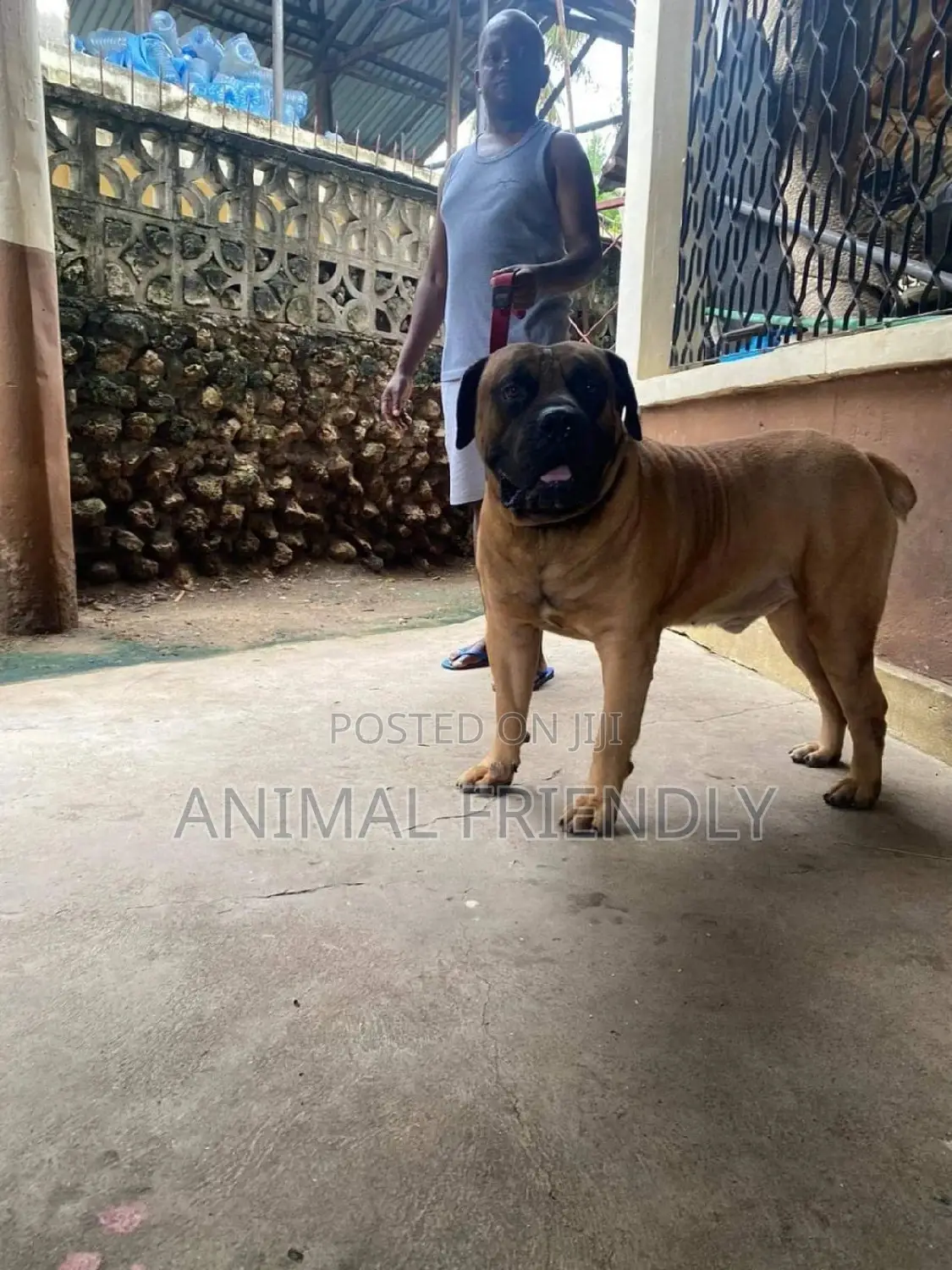 1-3 months Male Purebred Boerboel