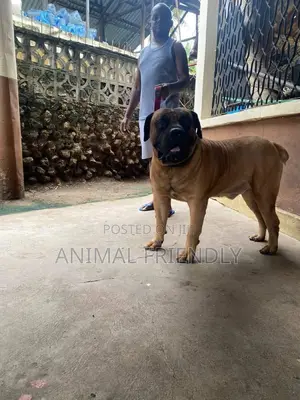 1-3 months Male Purebred Boerboel