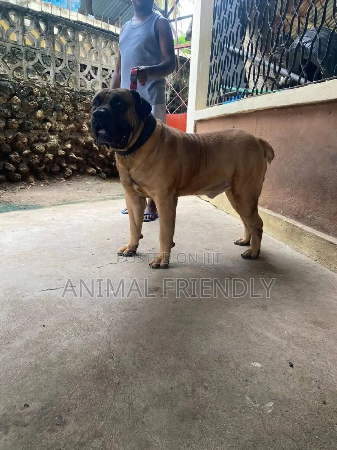 1-3 months Male Purebred Boerboel