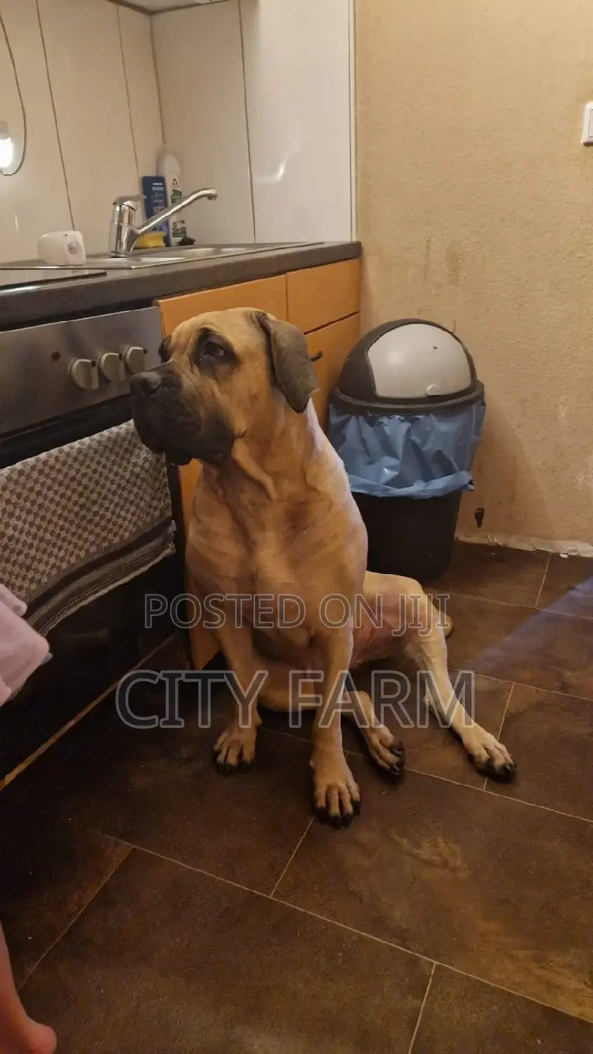 1-3 months Male Purebred Boerboel