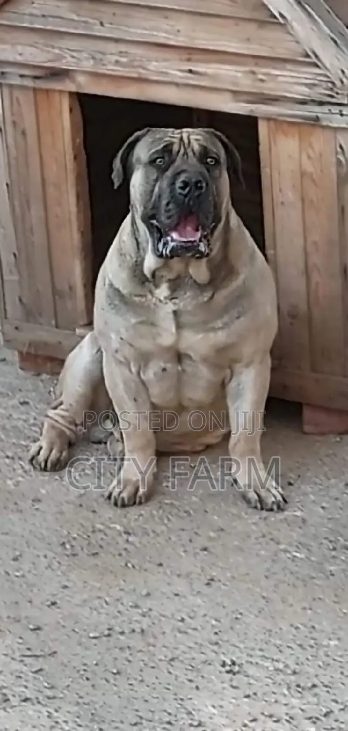 1-3 months Female Purebred Boerboel