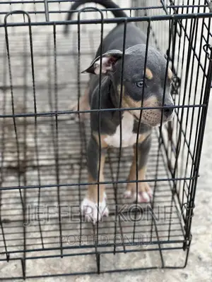 1-3 months Male Purebred American Bully