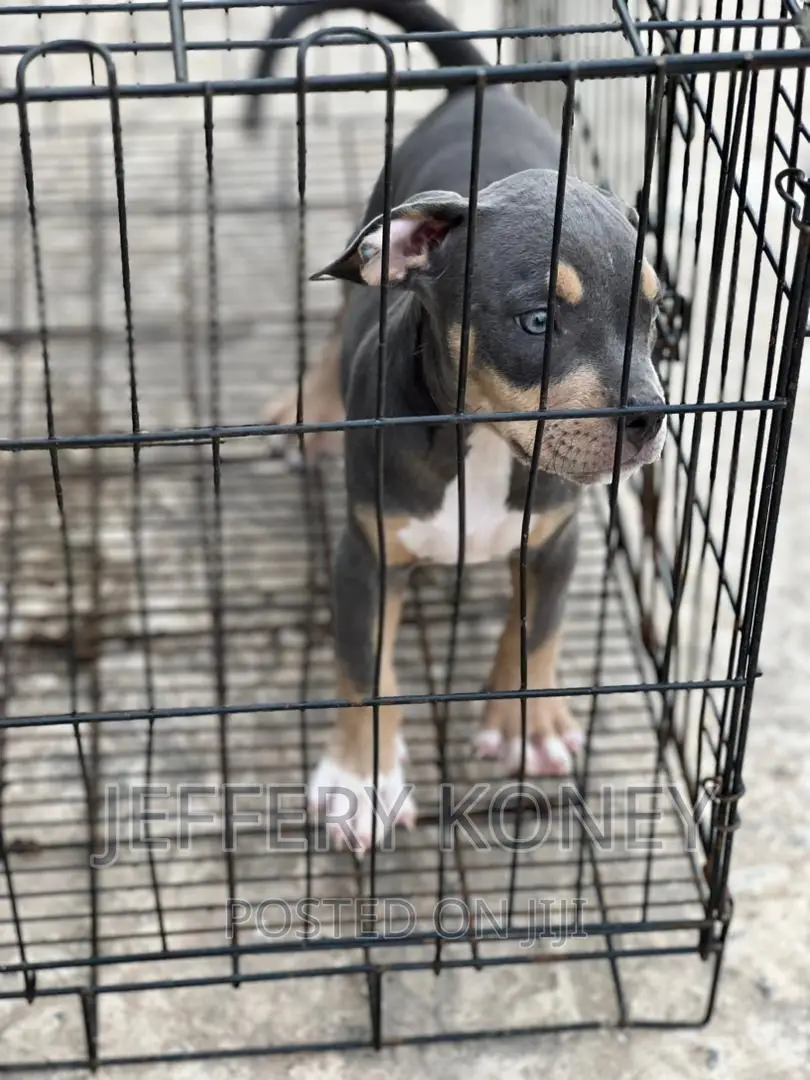 1-3 months Male Purebred American Bully