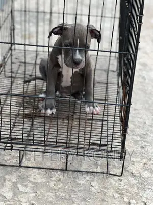 1-3 months Male Purebred American Bully