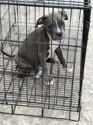 1-3 months Male Purebred American Bully