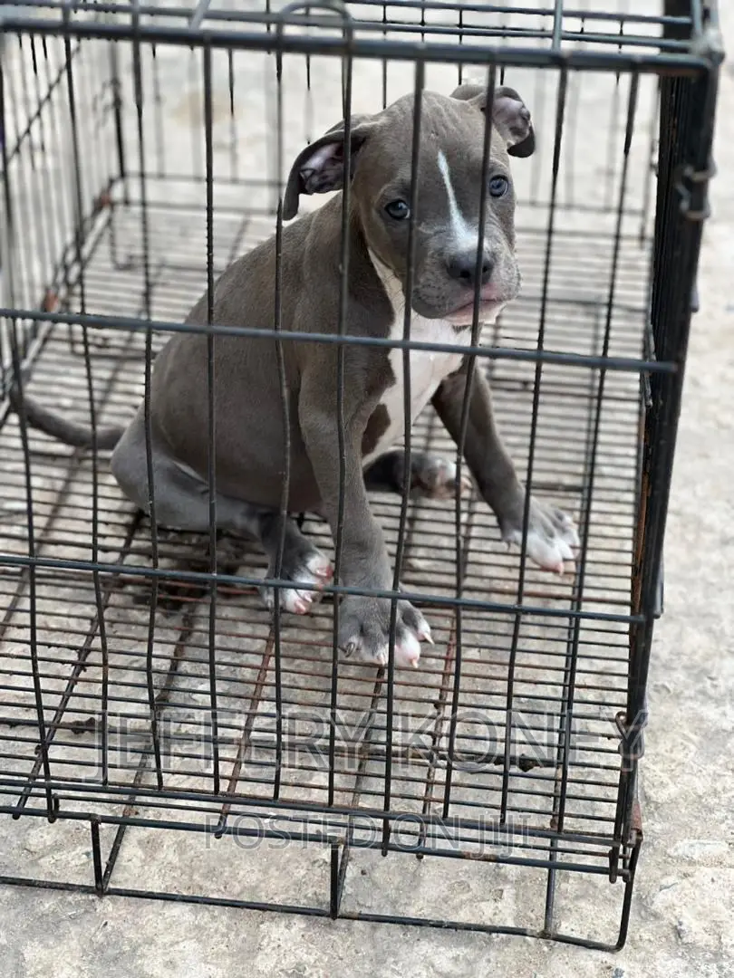 1-3 months Male Purebred American Bully