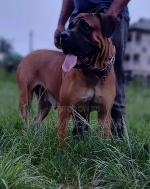 1-3 months Male Purebred Boerboel