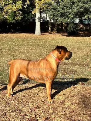 1-3 months Male Purebred Boerboel