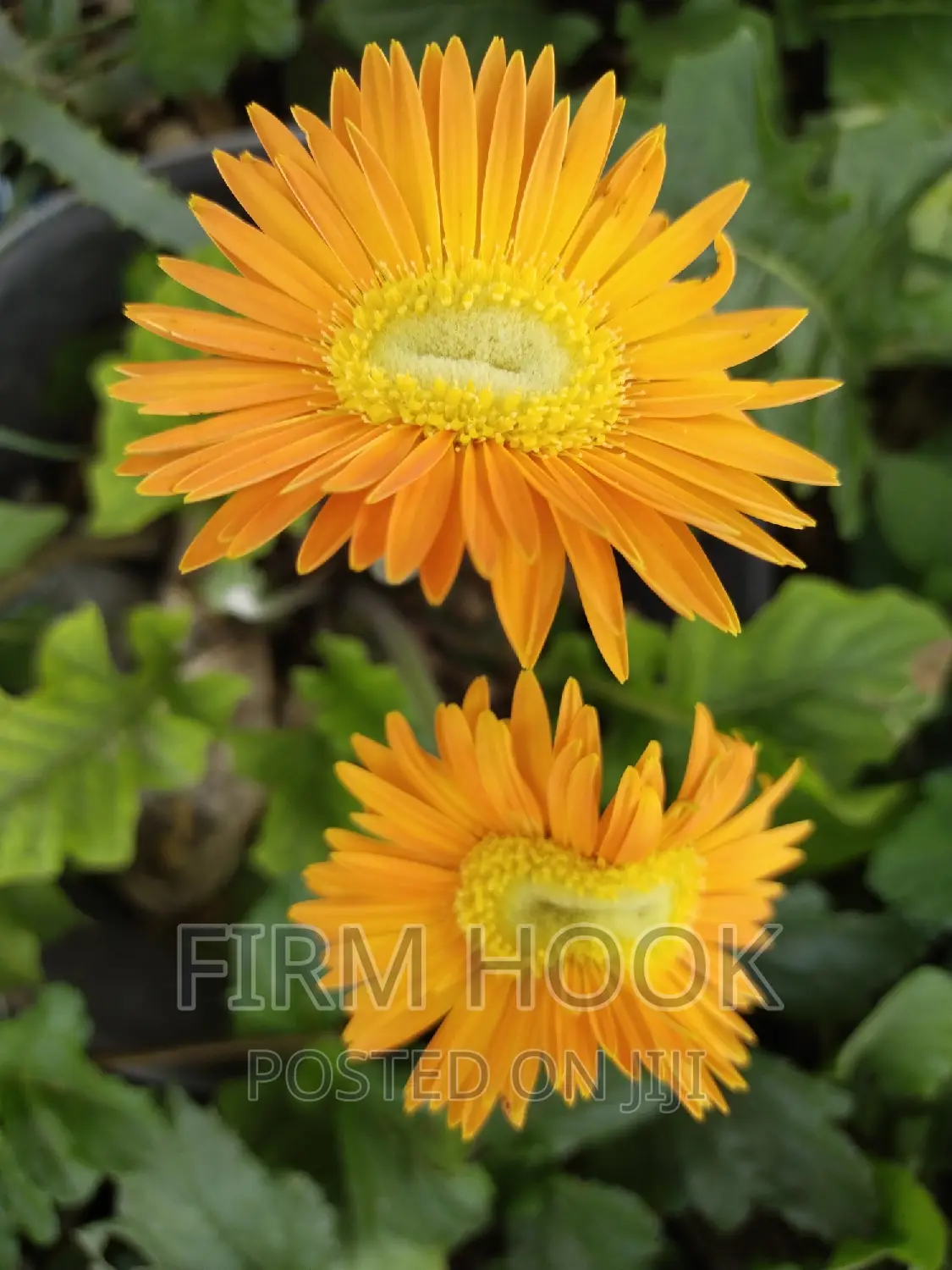 Landscaping and Flowers Sales