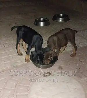 1-3 months Male Purebred Doberman Pinscher