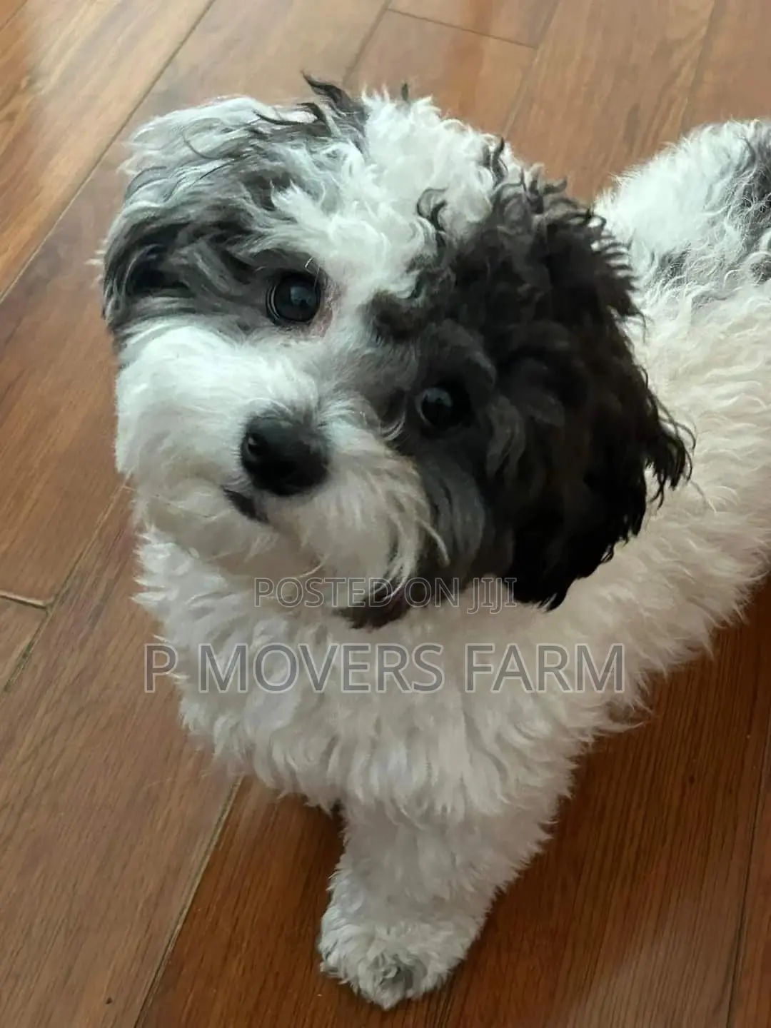 1-3 months Male Purebred Poodle