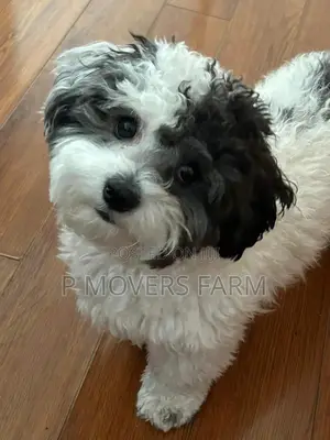 1-3 months Male Purebred Poodle