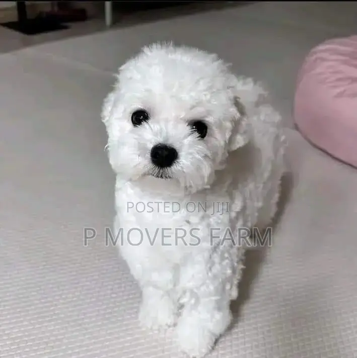 1-3 months Male Purebred Poodle