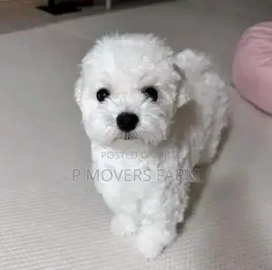 1-3 months Male Purebred Poodle