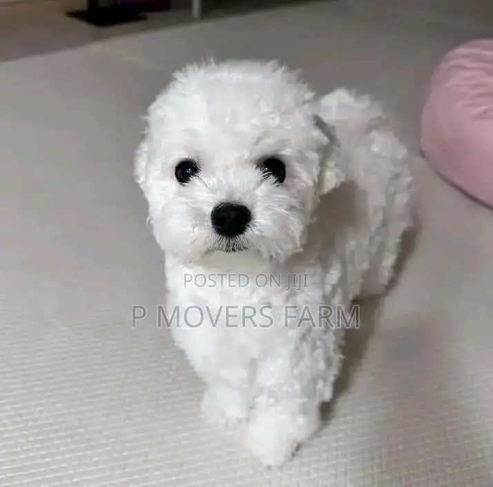 1-3 months Male Purebred Poodle