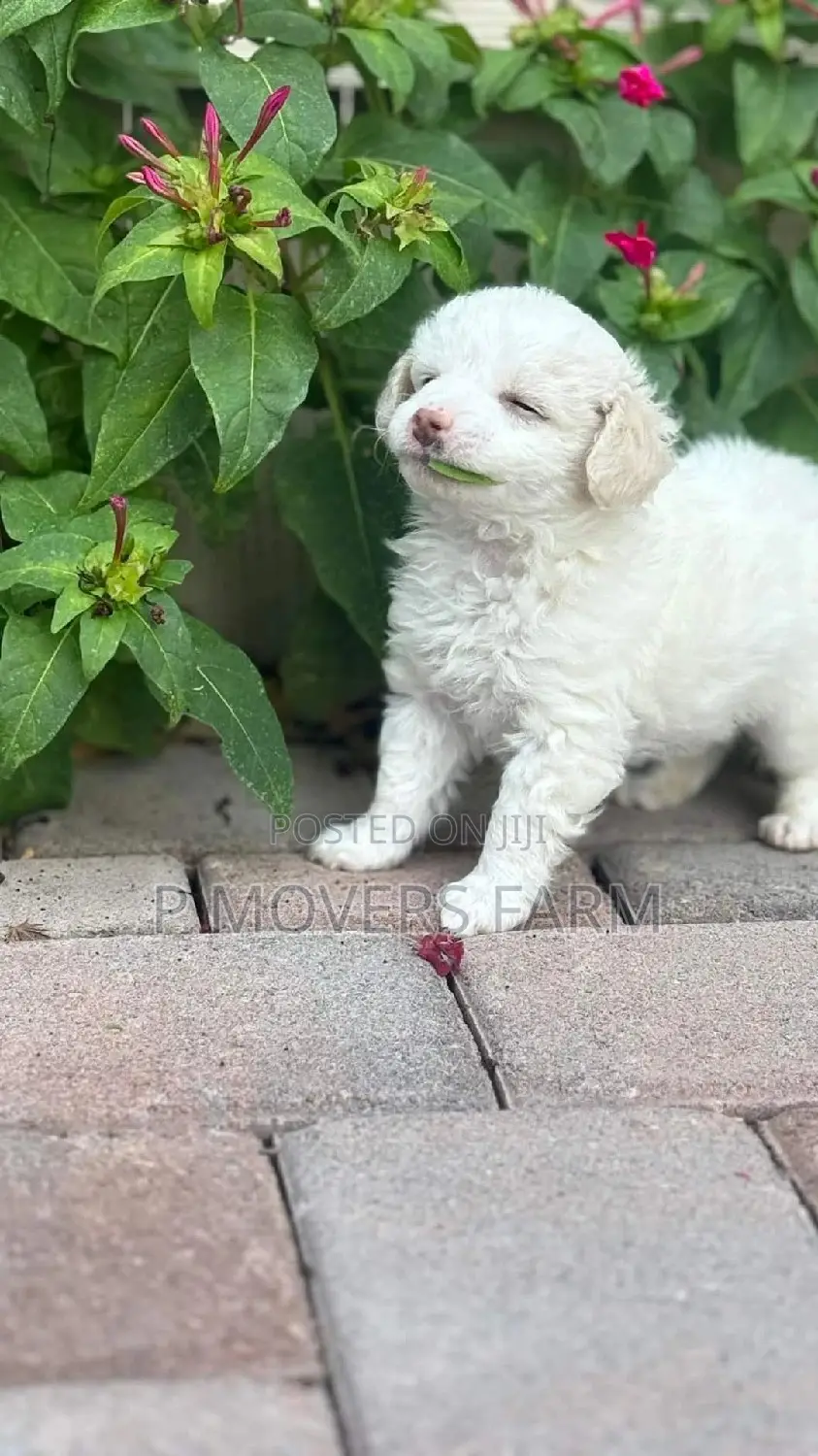 1-3 months Male Purebred Poodle