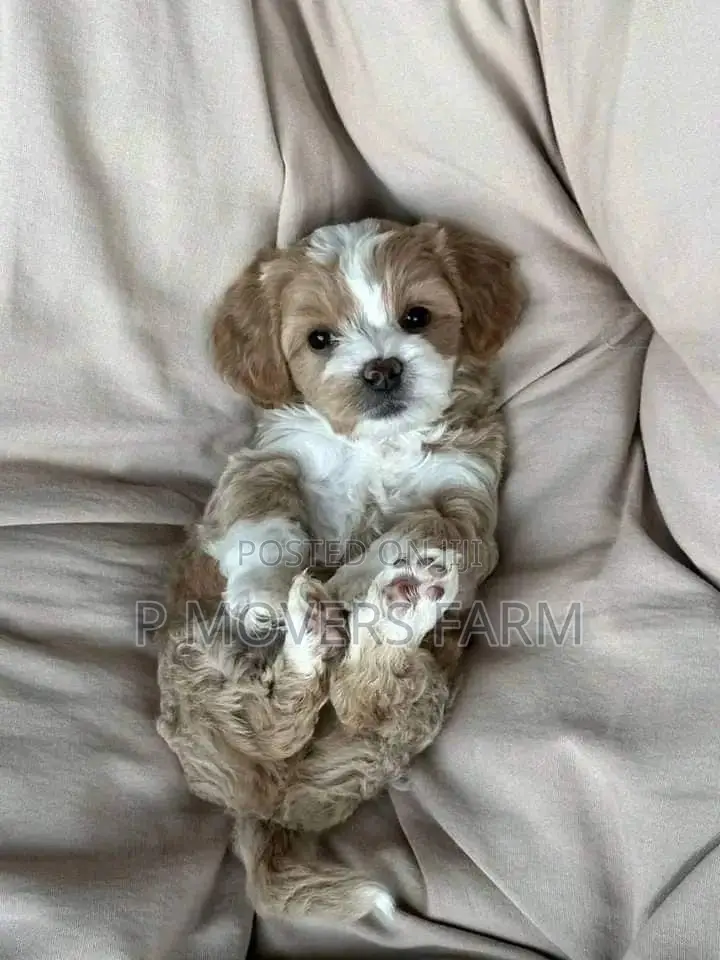 1-3 months Male Purebred Poodle