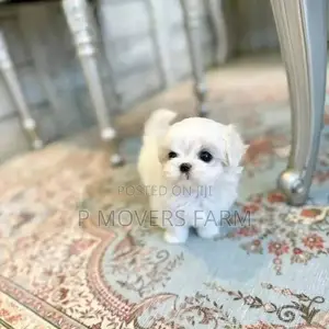 1-3 months Male Purebred Poodle