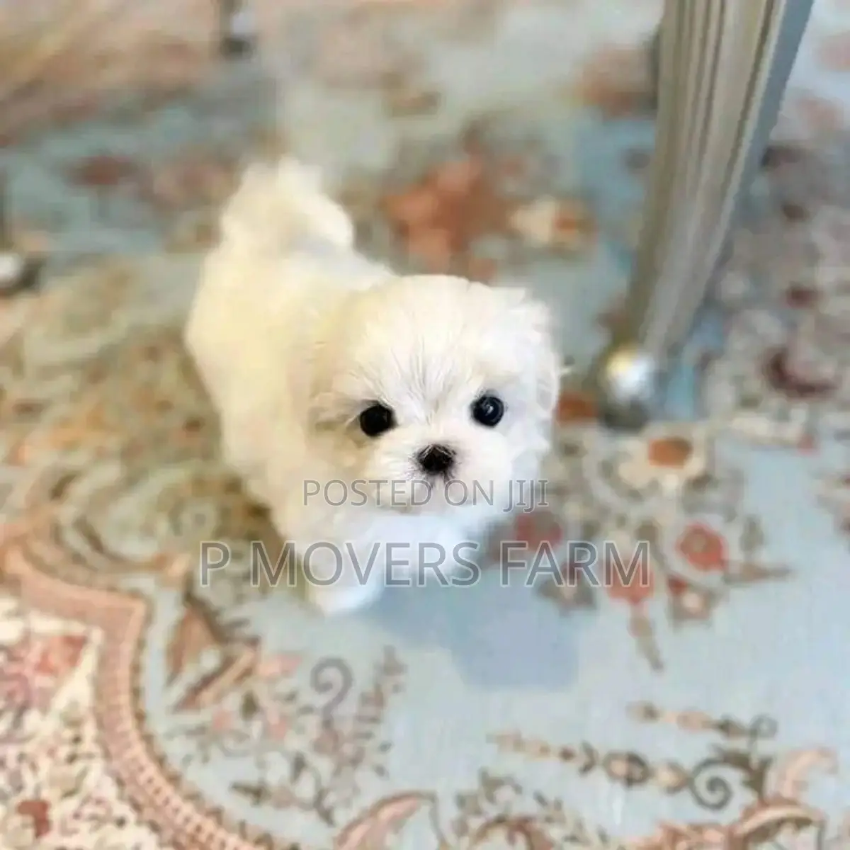1-3 months Female Purebred Poodle