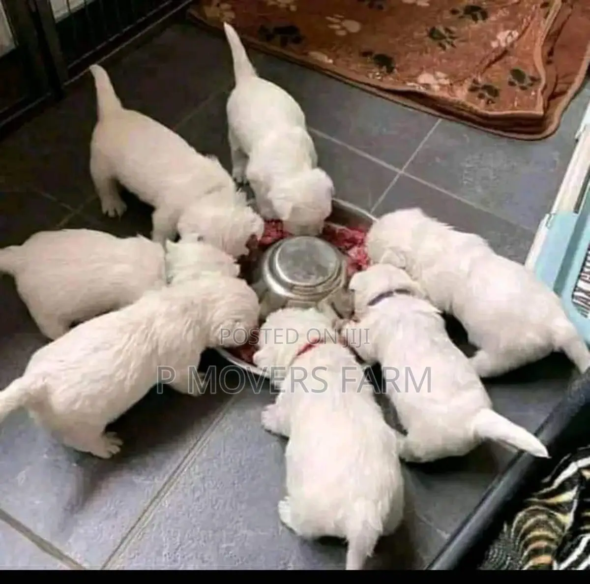 1-3 months Male Purebred Poodle