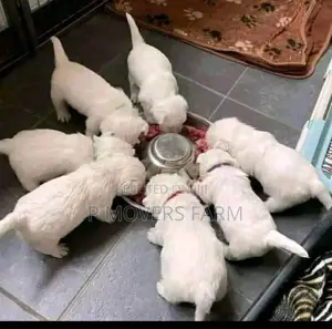 1-3 months Male Purebred Poodle