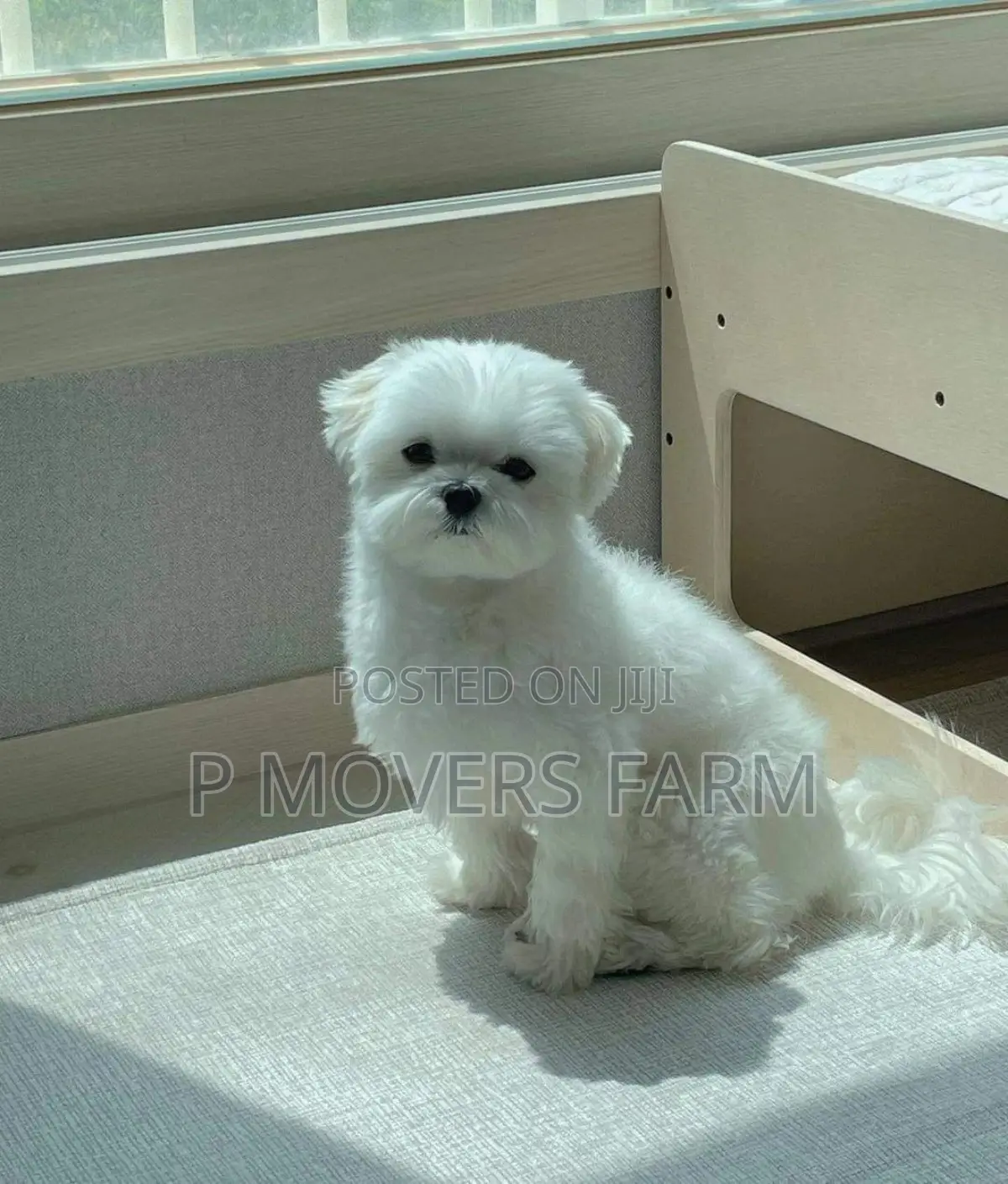 1-3 months Male Purebred Poodle