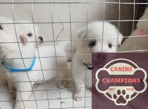 1-3 months Female Purebred Japanese Spitz