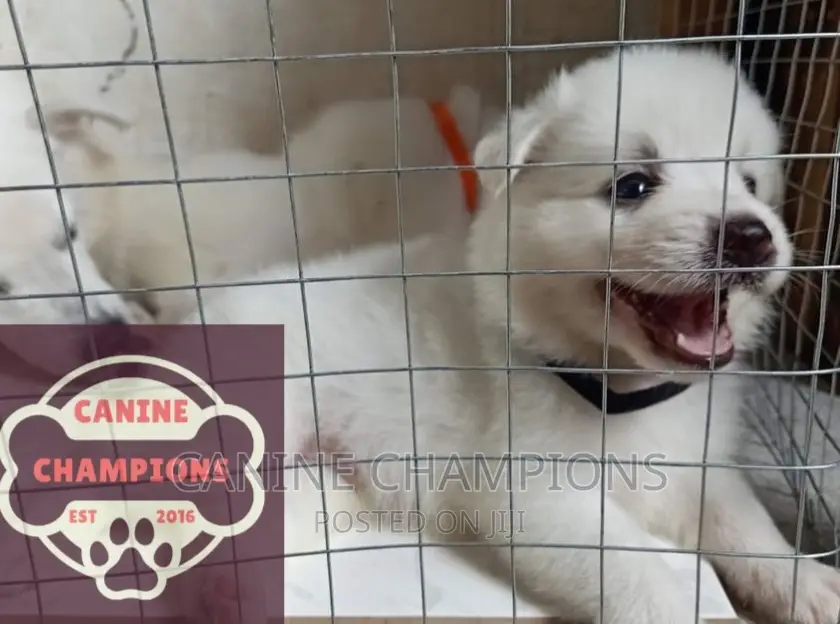1-3 months Female Purebred Japanese Spitz