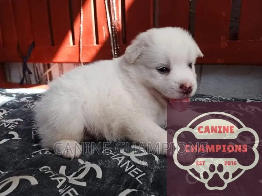 1-3 months Female Purebred Japanese Spitz