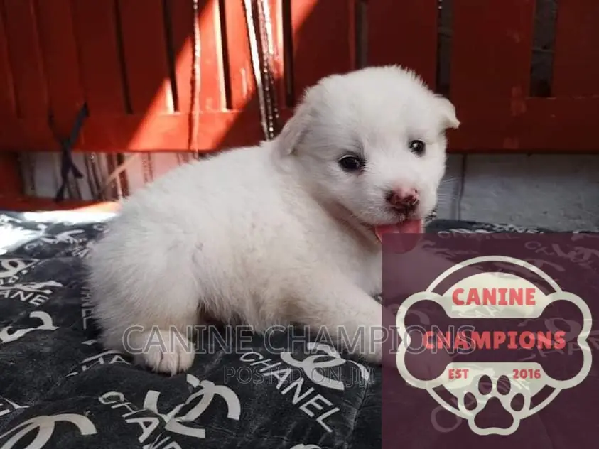 1-3 months Female Purebred Japanese Spitz