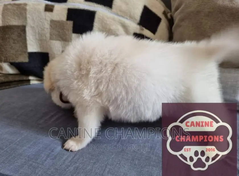 1-3 months Female Purebred Japanese Spitz