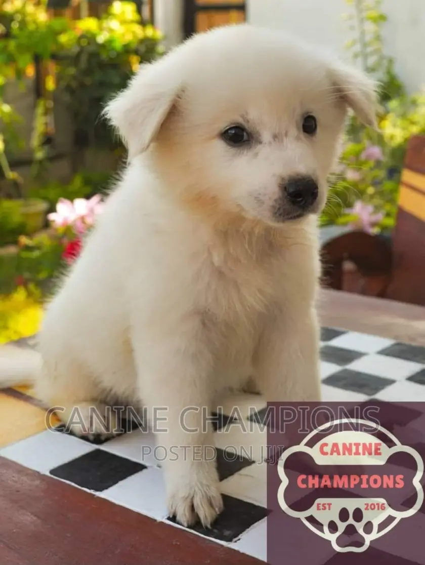 1-3 months Female Purebred Japanese Spitz