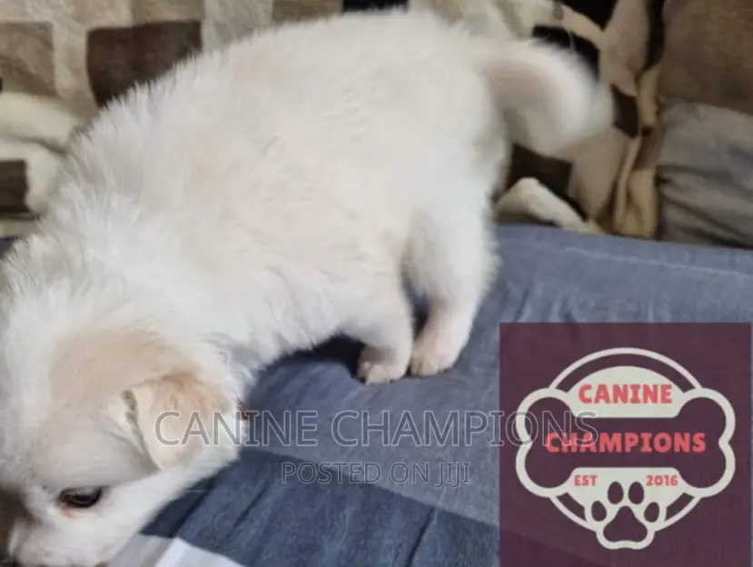 1-3 months Female Purebred Japanese Spitz