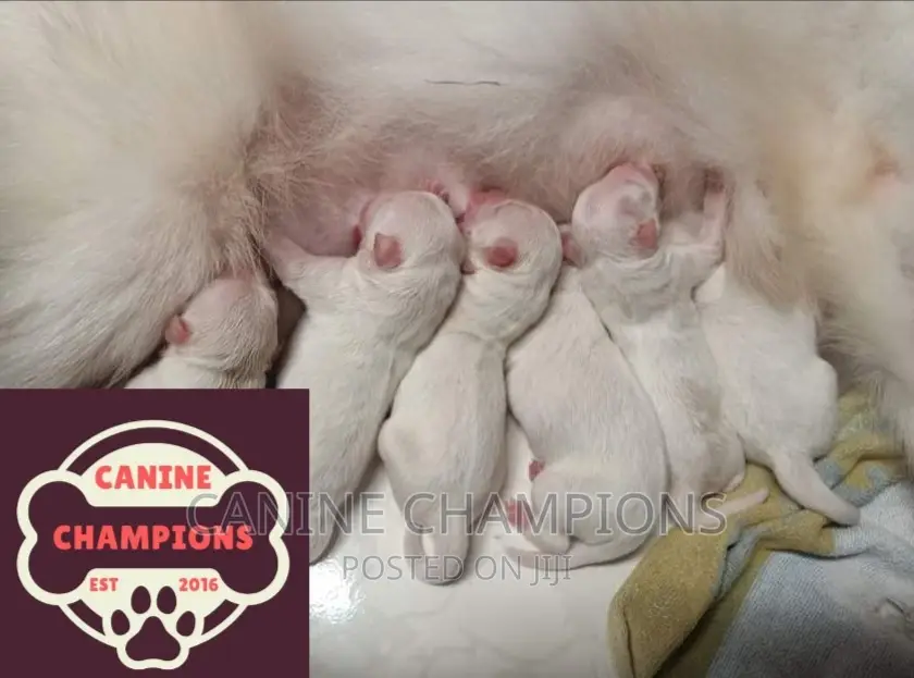 1-3 months Female Purebred Japanese Spitz