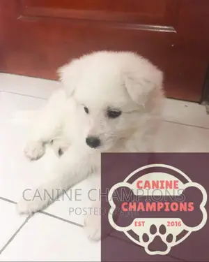 1-3 months Female Purebred Japanese Spitz