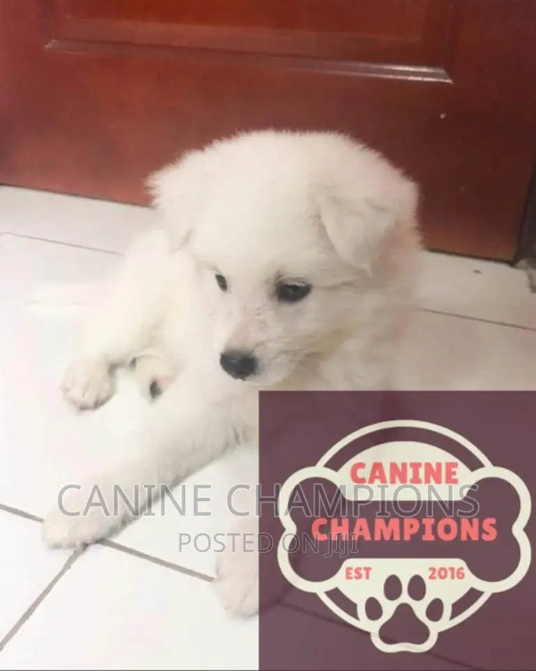 1-3 months Female Purebred Japanese Spitz