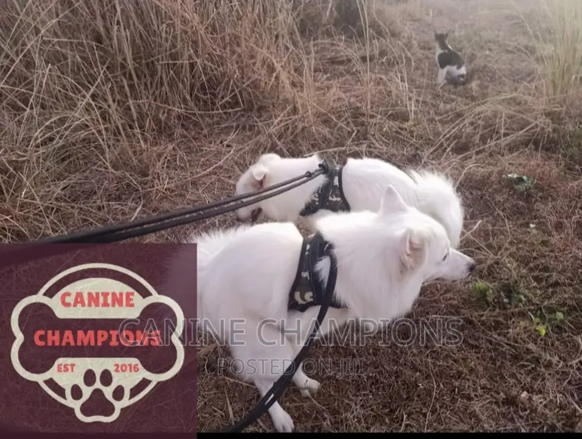 1-3 months Female Purebred Japanese Spitz