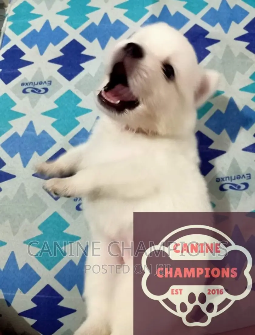 1-3 months Female Purebred Japanese Spitz