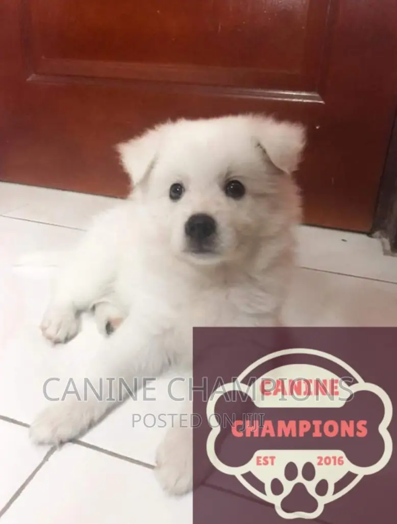 1-3 months Female Purebred Japanese Spitz