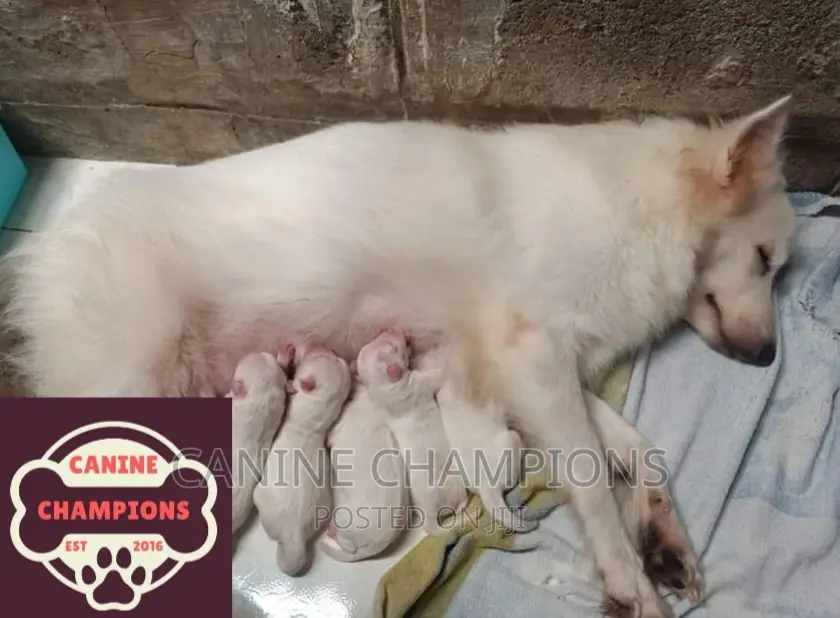 1-3 months Female Purebred Japanese Spitz