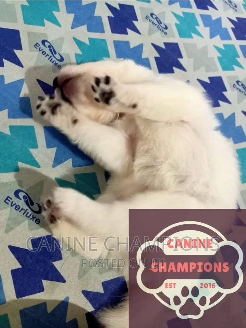 1-3 months Female Purebred Japanese Spitz
