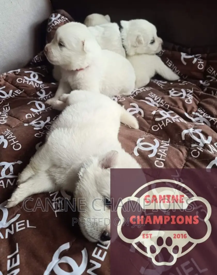 1-3 months Female Purebred Japanese Spitz