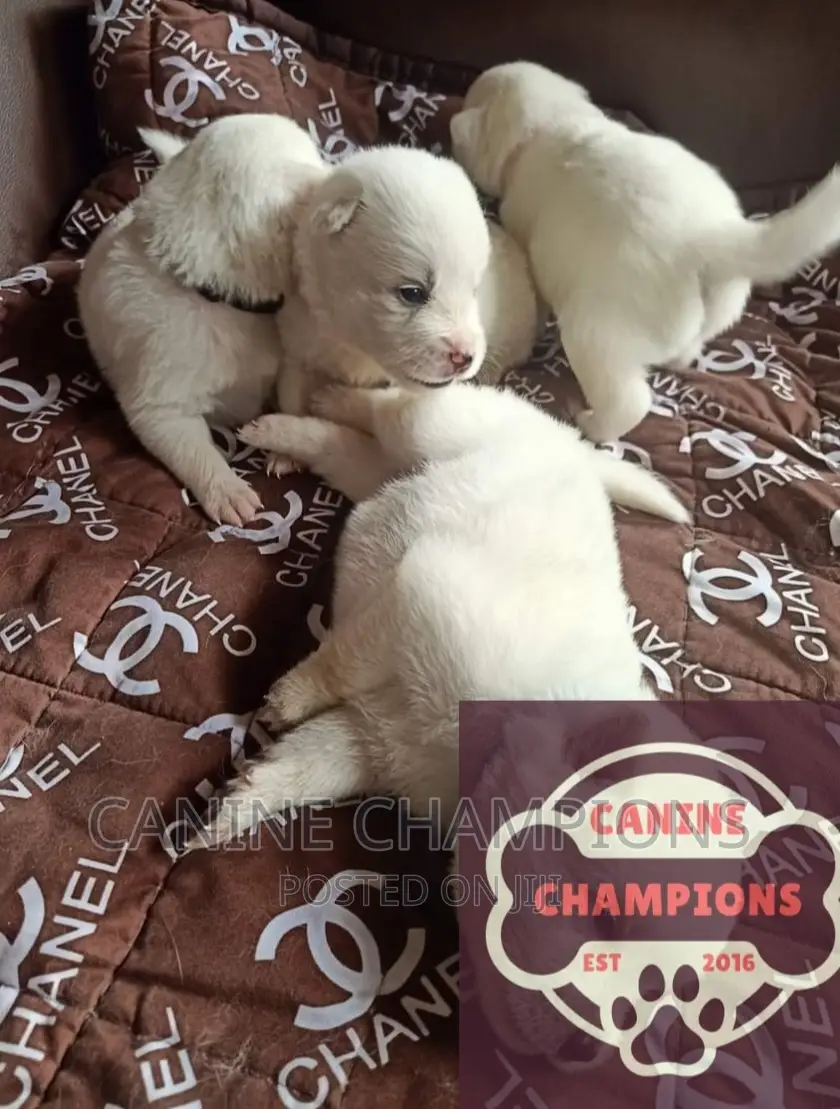 1-3 months Female Purebred Japanese Spitz