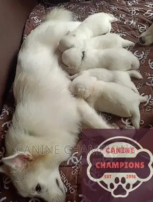 1-3 months Female Purebred Japanese Spitz
