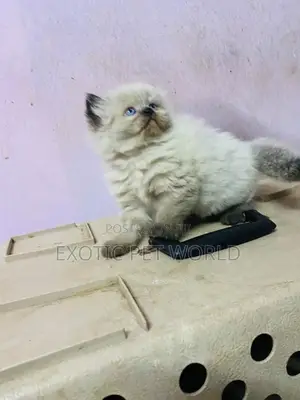 1-3 months Male Purebred Persian
