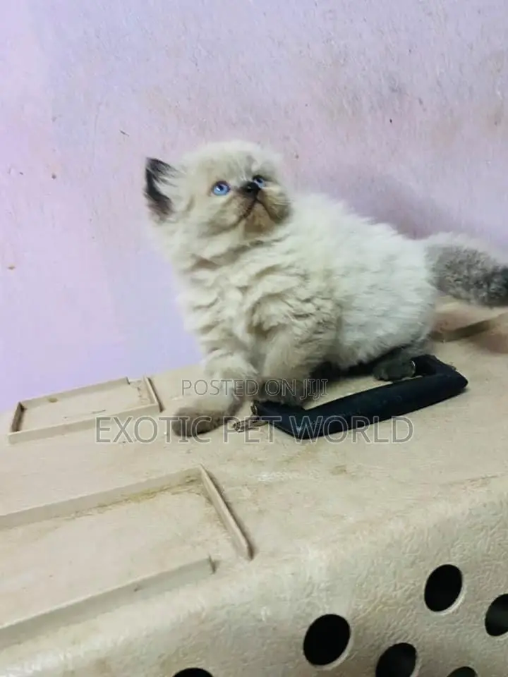 1-3 months Male Purebred Persian