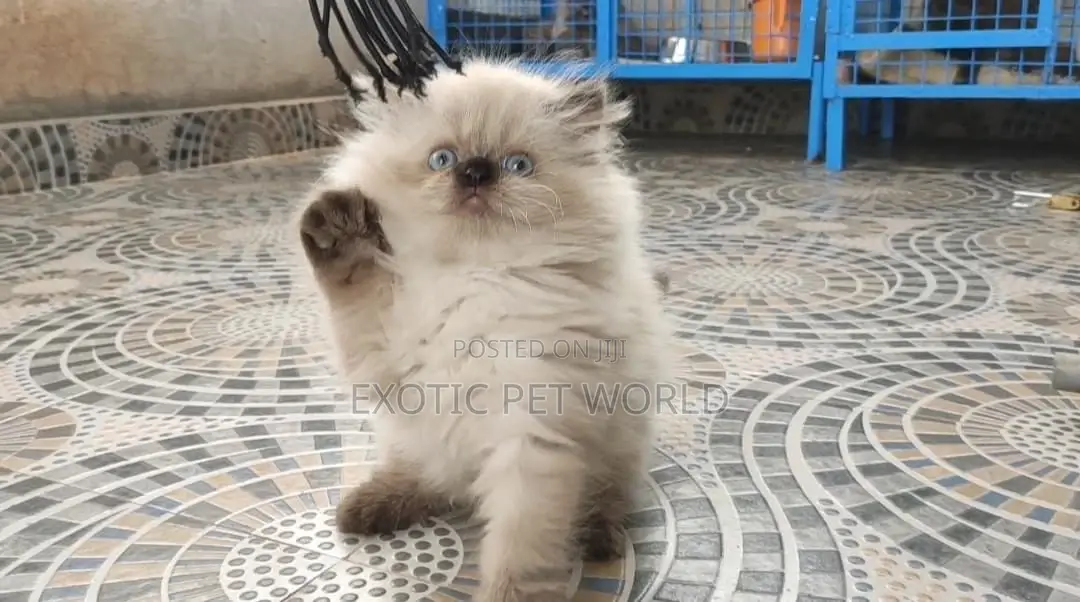 1-3 months Male Purebred Persian