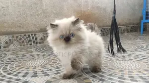 1-3 months Male Purebred Persian
