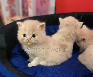 1-3 months Female Purebred Persian