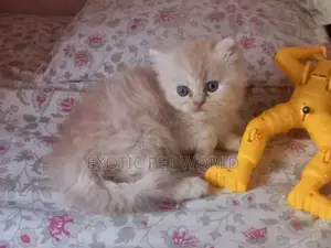 1-3 months Female Purebred Persian